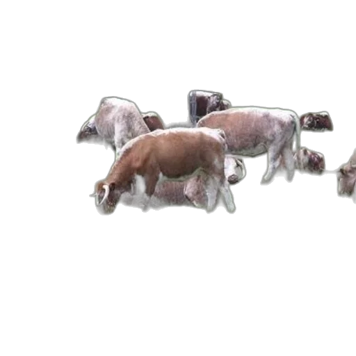 animal, creature, food, jewelry, 3d render, concept art, photorealistic, watercolor transparent PNG cut-out