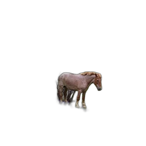 animal, creature, hair, furniture transparent PNG cut-out