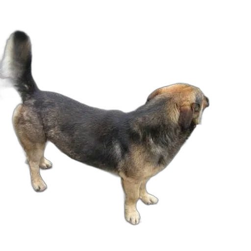 animal, creature, staff, hair, 3d render, photorealistic, concept art, dog transparent PNG cut-out