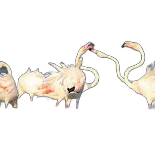 creature, animal, dragon, concept art, 3d render, watercolor, group, flamingos transparent PNG cut-out