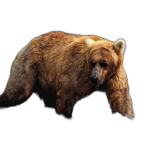 animal, creature, staff, concept art, photorealistic, pixel art, 3d render, grizzly transparent PNG cut-out