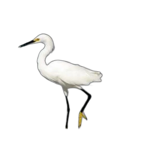 animal, staff, creature, jewelry, concept art, 3d render, pixel art, photorealistic transparent PNG cut-out
