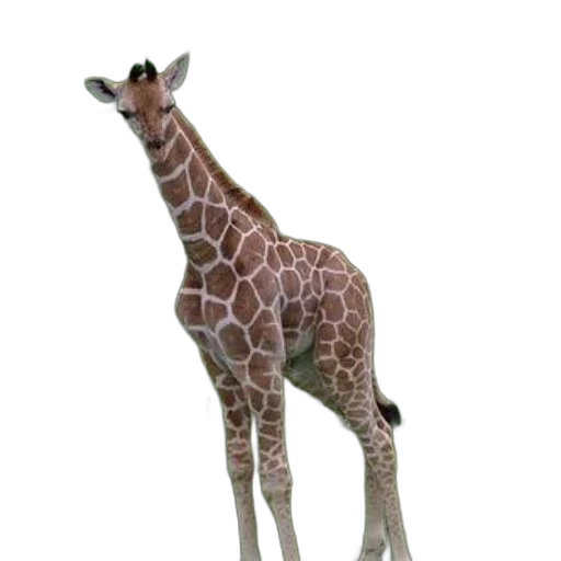 animal, creature, staff, weapon, 3d render, concept art, photorealistic, pixel art transparent PNG cut-out