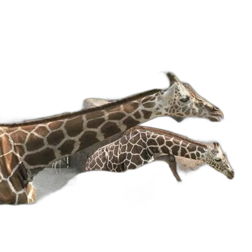 animal, creature, shoes, jewelry, 3d render, photorealistic, concept art, fantasy art transparent PNG cut-out