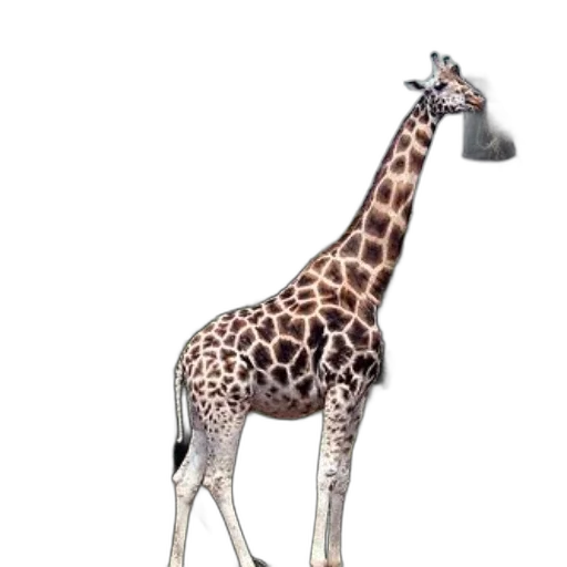 animal, creature, staff, dress, 3d render, concept art, photorealistic, watercolor transparent PNG cut-out