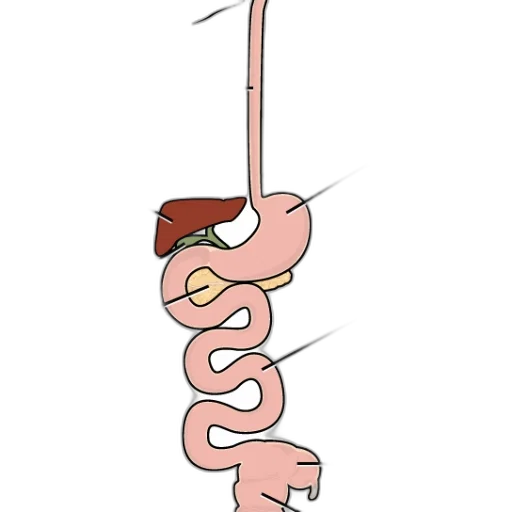 staff, food, animal, weapon, concept art, cartoon, diagram, human transparent PNG cut-out