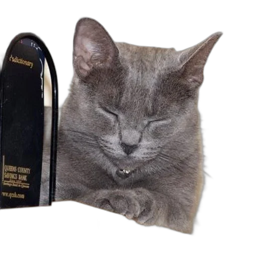 shoes, crown, hat, mask, photorealistic, gray, cat, collar transparent PNG cut-out