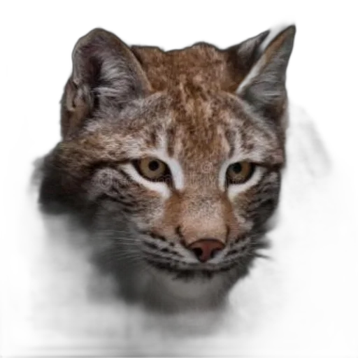 animal, creature, face, mask, photorealistic, 3d render, concept art, close-up transparent PNG cut-out