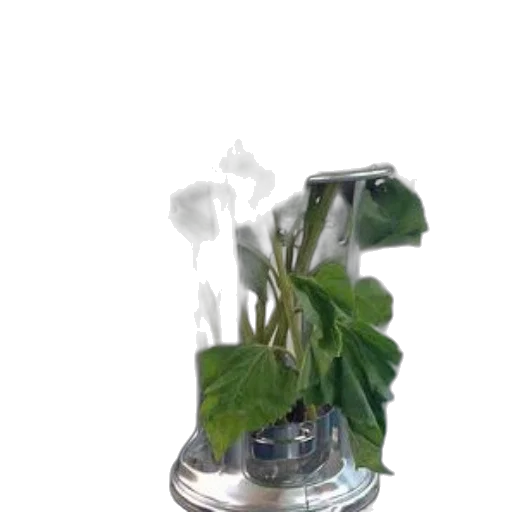 bottle, flower, dragon, robot transparent PNG cut-out