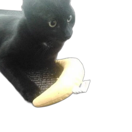 shoes, animal, creature, staff, black, cat, sitting, gray transparent PNG cut-out