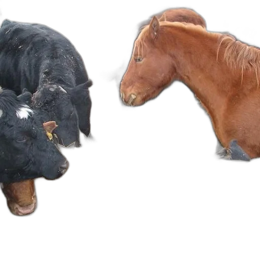 animal, photorealistic, 3d render, horse, cows, eating, hay, field transparent PNG cut-out
