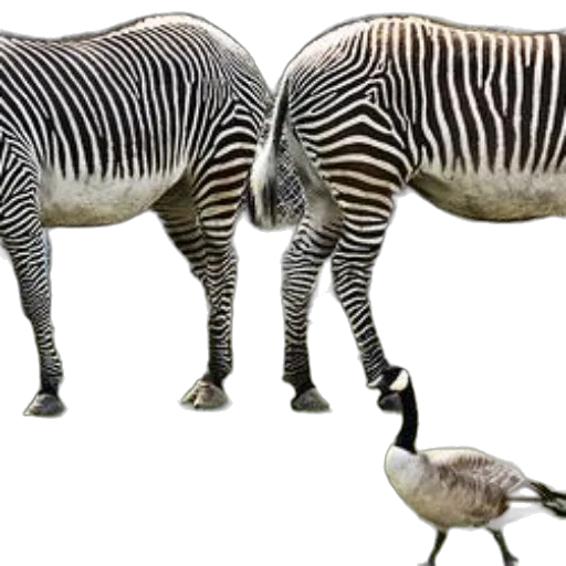 animal, creature, jewelry, 3d render, concept art, photorealistic, two, zebras transparent PNG cut-out