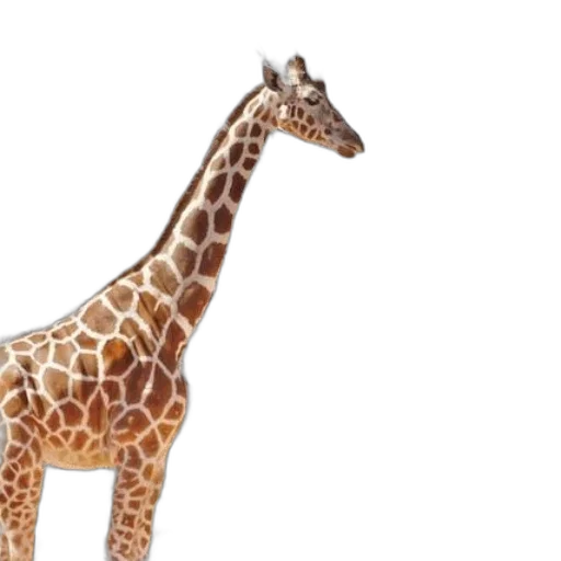animal, creature, staff, 3d render transparent PNG cut-out