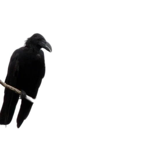 staff, umbrella, animal, sword, 3d render, concept art, dark, monochrome transparent PNG cut-out
