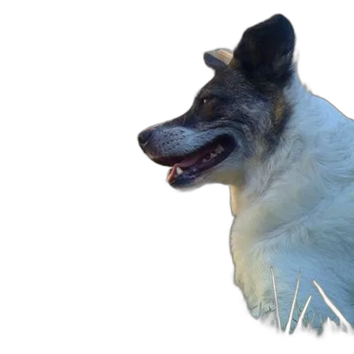 animal, creature, staff, face, photorealistic, 3d render, concept art, dog transparent PNG cut-out