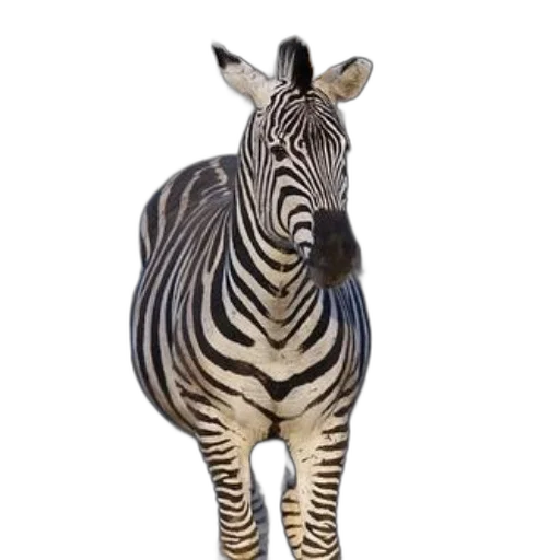 animal, creature, staff, jewelry, photorealistic, 3d render, concept art, zebra transparent PNG cut-out