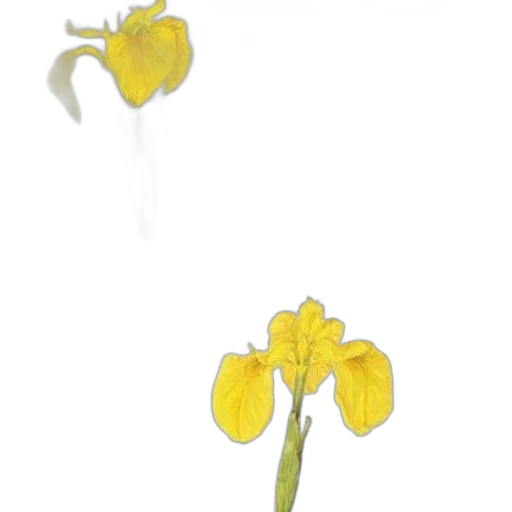flower, crown, jewelry, staff, photorealistic, 3d render, concept art, oil painting transparent PNG cut-out