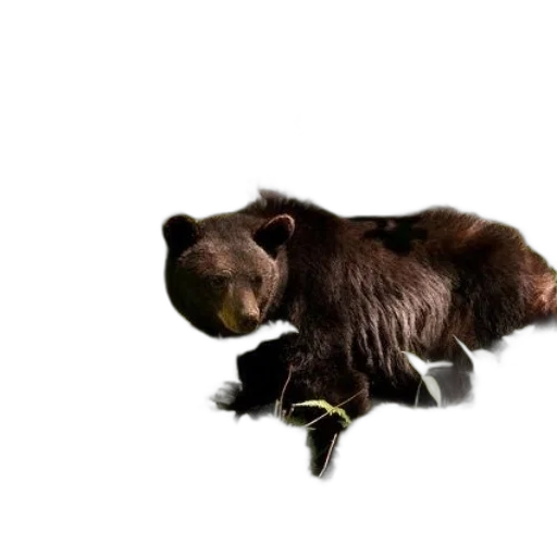 animal, creature, staff, 3d render, photorealistic, concept art, black, bear transparent PNG cut-out