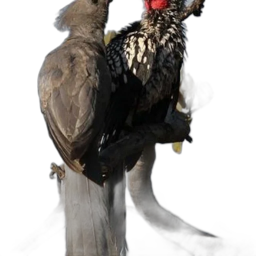 animal, crown, staff, creature, concept art, 3d render, photorealistic, dark transparent PNG cut-out