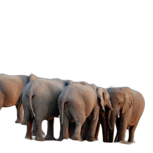 animal, staff, creature, furniture, 3d render, concept art, photorealistic, elephants transparent PNG cut-out
