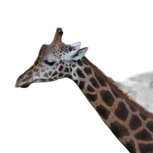 animal, creature, face, hat, photorealistic, 3d render, concept art, monochrome transparent PNG cut-out
