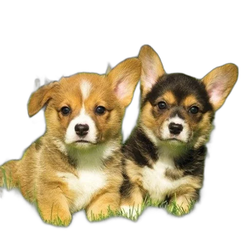 animal, photorealistic, 3d render, oil painting, 2016, welsh, corgi, puppies transparent PNG cut-out