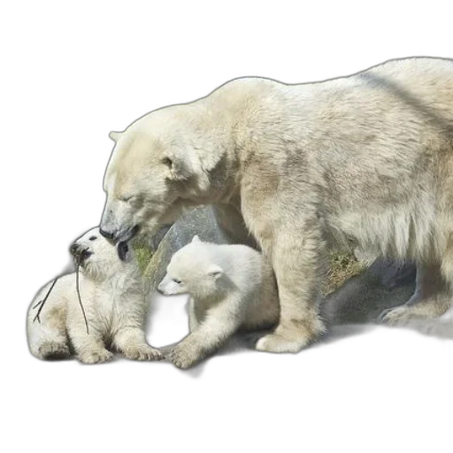 animal, concept art, watercolor, photorealistic, oil painting, polar, bear, her transparent PNG cut-out
