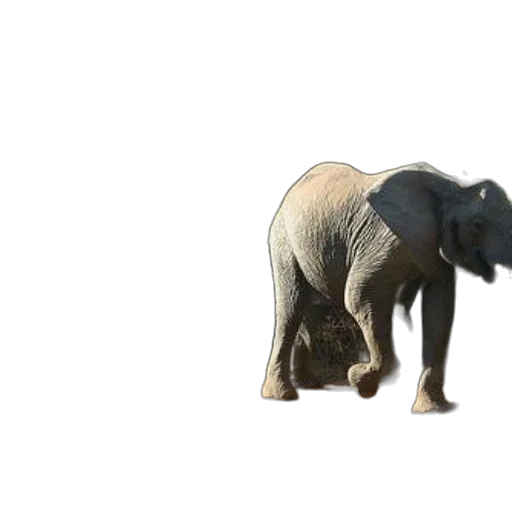 animal, creature, staff, weapon, 3d render, concept art, photorealistic, pixel art transparent PNG cut-out
