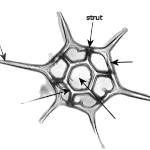 crown, hair, flower, umbrella, 3d render, concept art, monochrome, microscopic transparent PNG cut-out