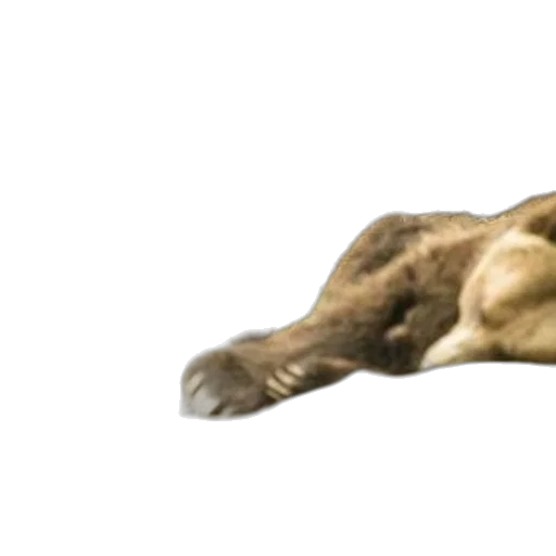 animal, creature, hair, dragon, photorealistic, concept art, 3d render, pixel art transparent PNG cut-out