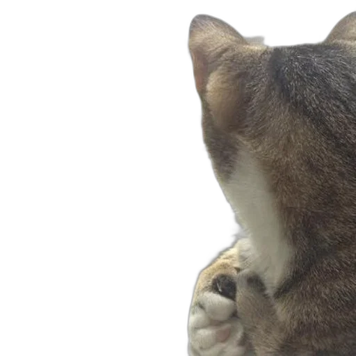 animal, two, cats, sit, side, windowsill, gazing, out transparent PNG cut-out
