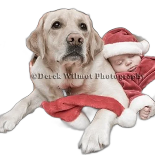 photorealistic, oil painting, pencil sketch, dog, wearing, santa, hat, sleeping transparent PNG cut-out