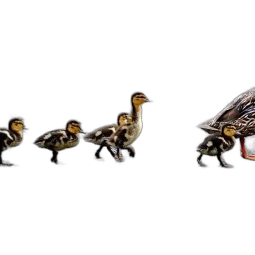 jewelry, concept art, 3d render, family, ducks, crossing, gravel, road transparent PNG cut-out