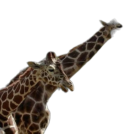 animal, creature, staff, hat, 3d render, photorealistic, concept art, two transparent PNG cut-out