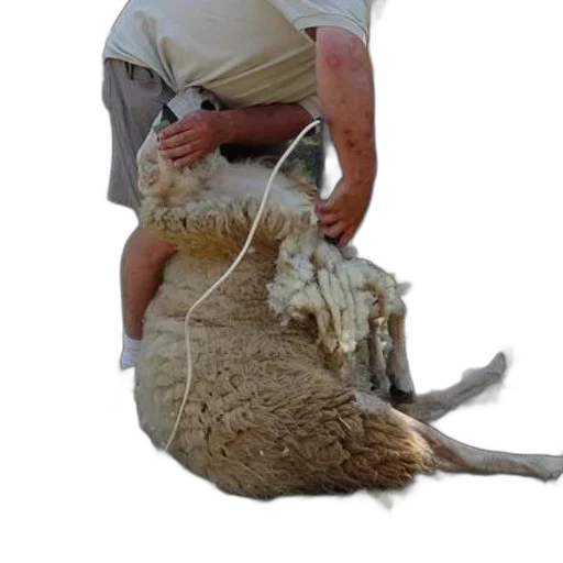 animal, creature, weapon, staff, man, shears, sheep, outdoor transparent PNG cut-out