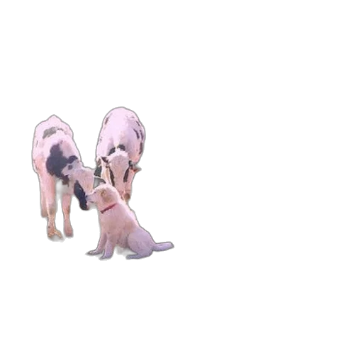 animal, creature, staff, shoes, 3d render, concept art, photorealistic, pixel art transparent PNG cut-out
