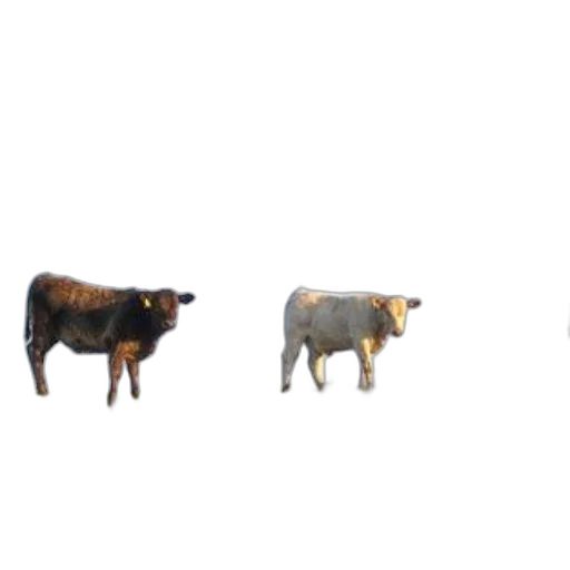 animal, food, furniture, jewelry, concept art, 3d render, pixel art, photorealistic transparent PNG cut-out