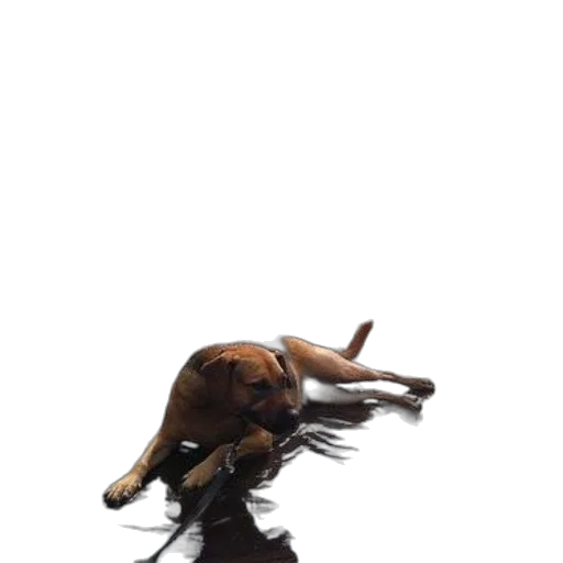 animal, creature, hair, staff, concept art, photorealistic, 3d render, fantasy art transparent PNG cut-out