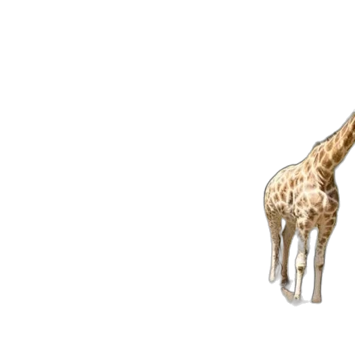 animal, creature, furniture, weapon transparent PNG cut-out