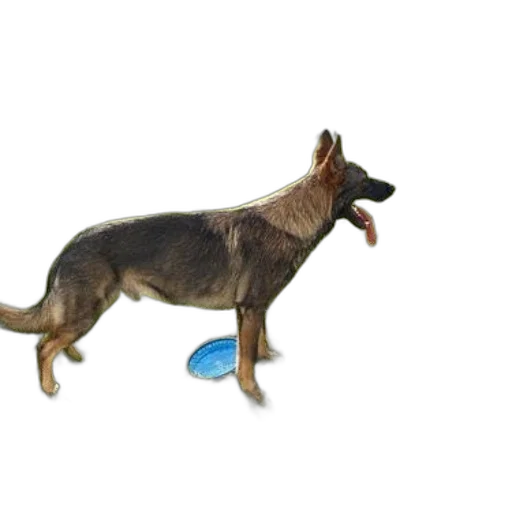 animal, photorealistic, 3d render, german transparent PNG cut-out