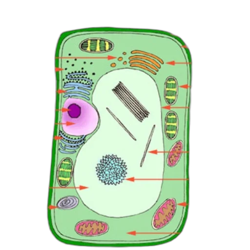 jewelry, detailed, diagram, plant, cell, labeled, various, organelles transparent PNG cut-out