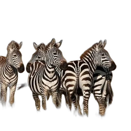 animal, jewelry, photorealistic, 3d render, concept art, four, zebras, standing transparent PNG cut-out