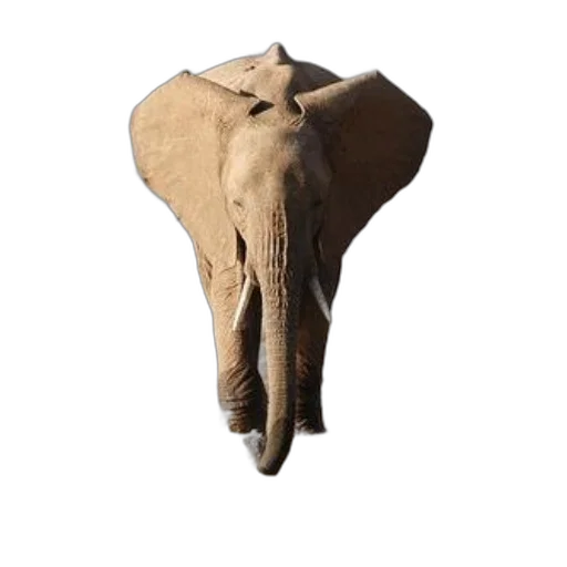 animal, hat, umbrella, mask, 3d render, photorealistic, concept art, earth tones transparent PNG cut-out