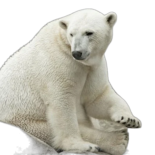 animal, creature, staff, face, photorealistic, concept art, 3d render, polar transparent PNG cut-out