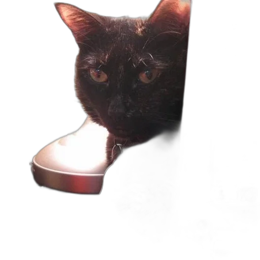 shoes, animal, jewelry, staff, photorealistic, 3d render, black, cat transparent PNG cut-out