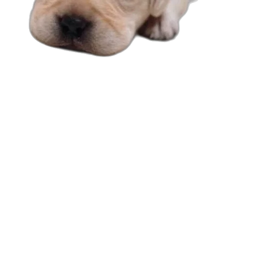 face, animal, creature, mask, photorealistic, 3d render, concept art, pixel art transparent PNG cut-out