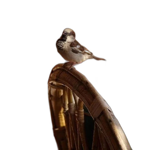staff, animal, mask, creature, concept art, 3d render, photorealistic, fantasy art transparent PNG cut-out