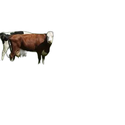 animal, creature, food, robot transparent PNG cut-out