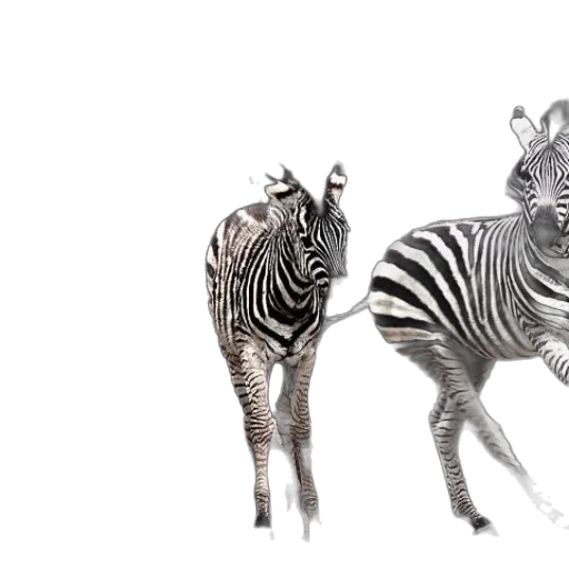 animal, creature, jewelry, 3d render, photorealistic, concept art, fantasy art, monochrome transparent PNG cut-out