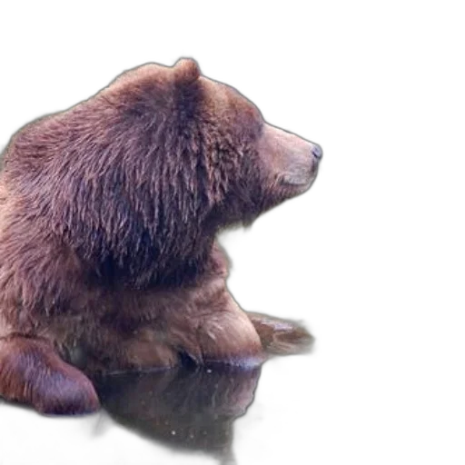 animal, creature, photorealistic, 3d render, concept art, brown, bear, sits transparent PNG cut-out